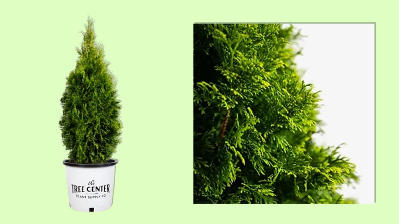 Buy Emerald Green Arborvitae Online
