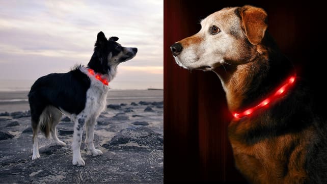 Illumiseen LED Dog Collar