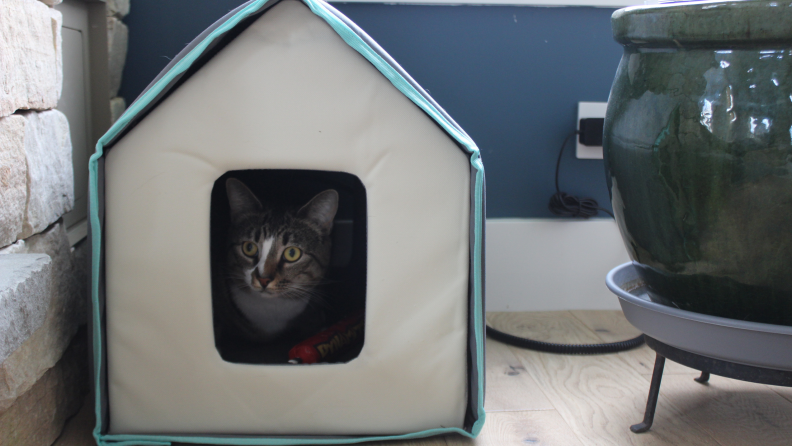 A cat sitting inside the Frisco Heated Cat House