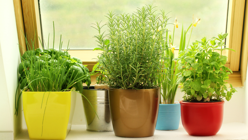 fresh herbs grow in colorful pots