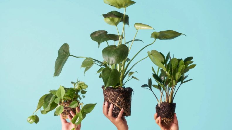 Hands holding plants