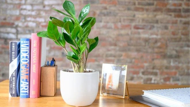 A green plant it on a wood desk.