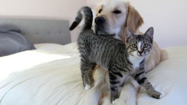 A dog and a cat on a bed.