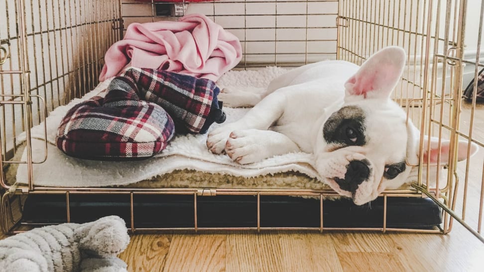 A french bull dog lays in a dog crate with blankets