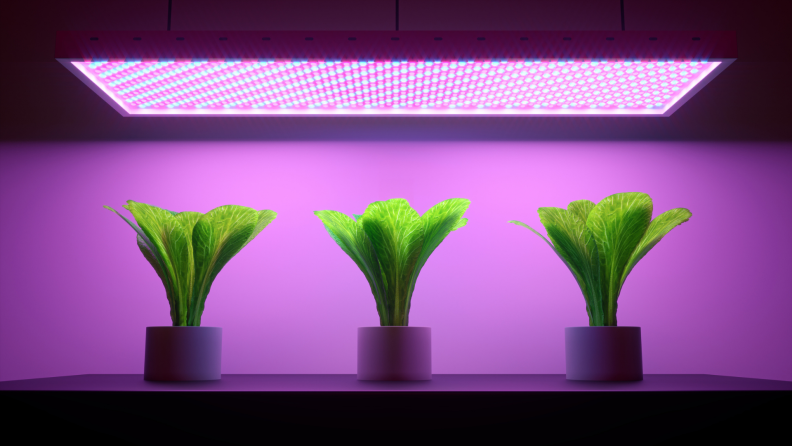 Three small plants under LED lights