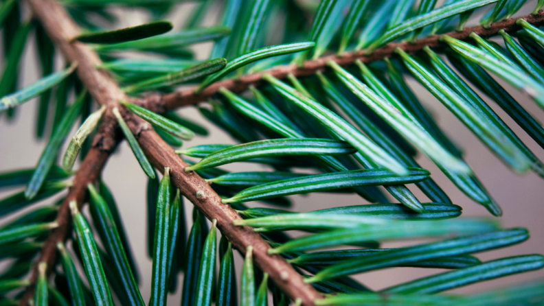 Many of the trees in the fir family, like this Fraser fir, have excellent needle retention, especially when watered well, making it a great option for a Christmas tree.