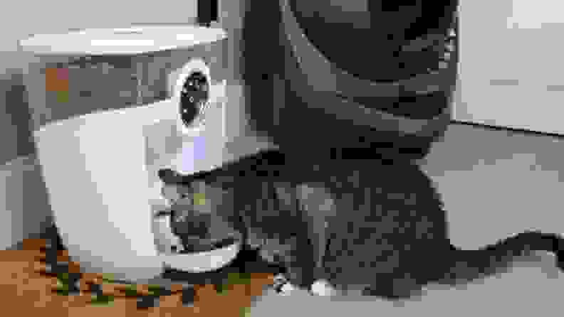 A cat eats from an automatic feeder