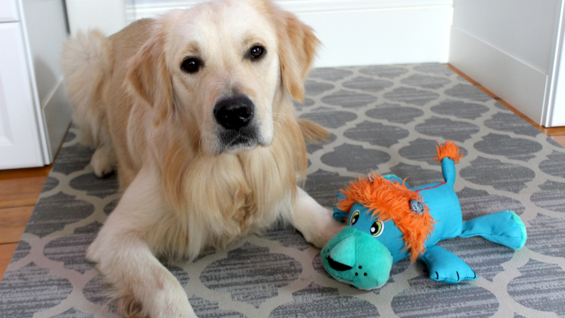 Ace the dog with a lion toy