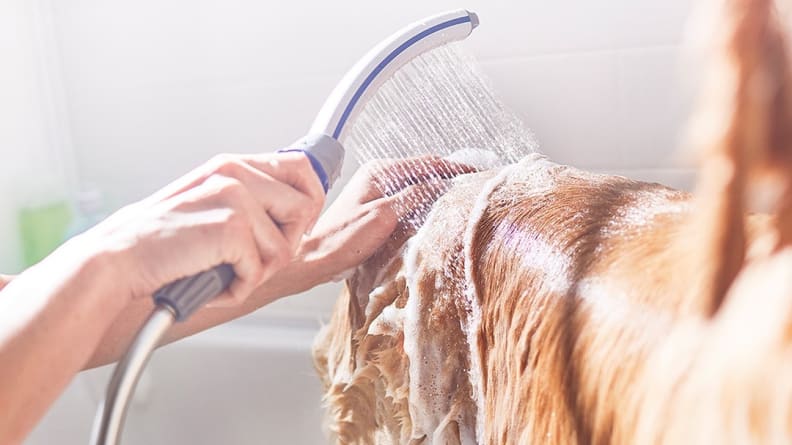 An image of a Waterpik being used over a dog's fur.