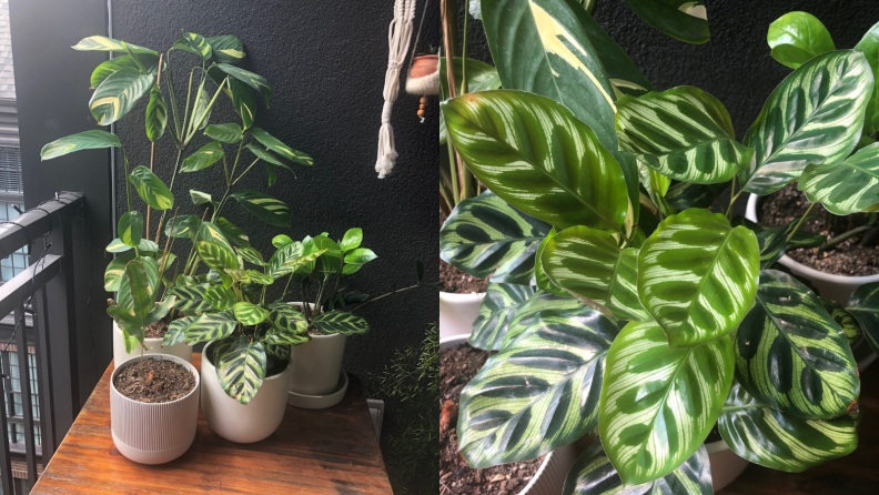 Left: A collection of green houseplants that look too big for their pots; Right: a close-up of green leaves.