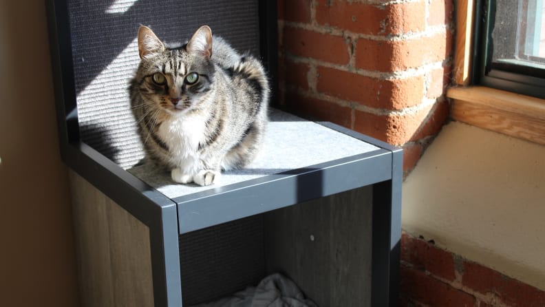 Nugget loves his Cat Tower, and I love that it's not totally ugly.