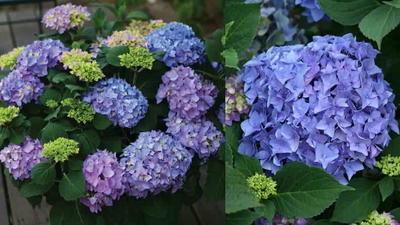 These hydrangea shrubs come in all sorts of pretty colors.