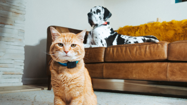 An orange tabby cat wearing a Fi Mini collar sits in the foreground while a Dalmatian lounges on a leather couch in the background.