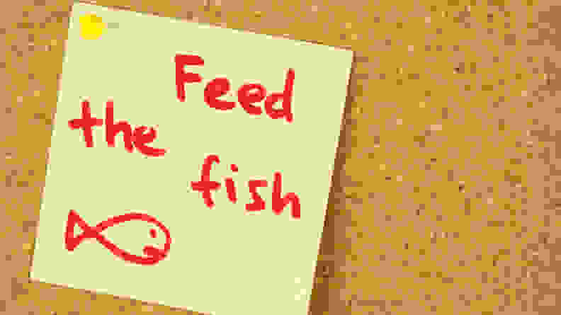 Sign labeled "feed the fish" nailed to a bulletin board