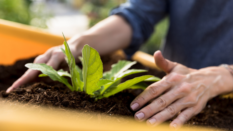 Woman's hands patting soil around plant in raised garden bed.