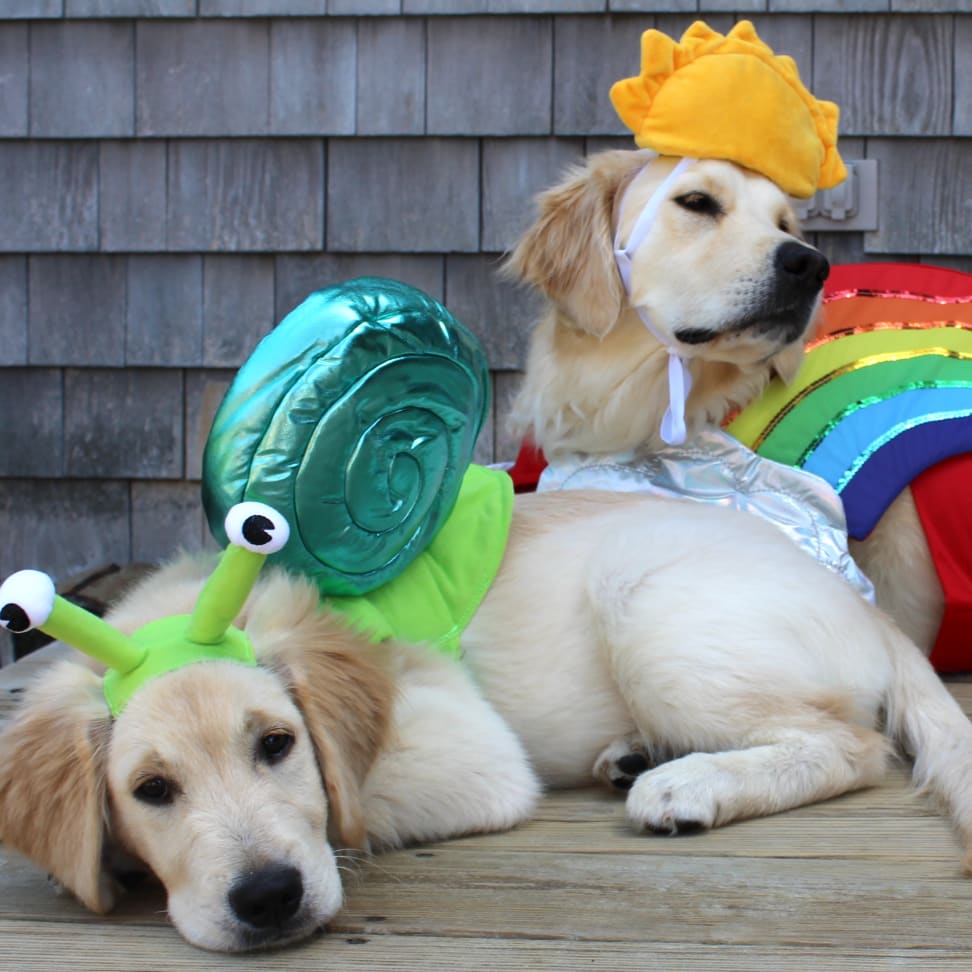 Golden retriever costume for cheap humans