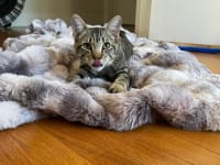 A cat lays on a faux fur blanket