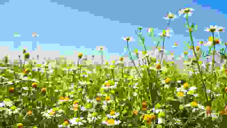 A field of chamomile flowers with blue sky