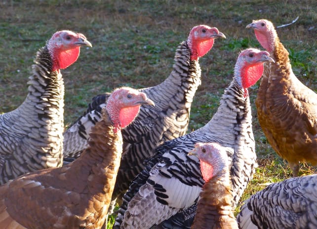 Heritage Turkey (melystu).jpg