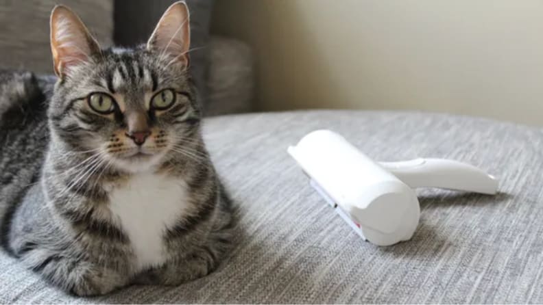 An image of a cat sitting alongside a lint roller.