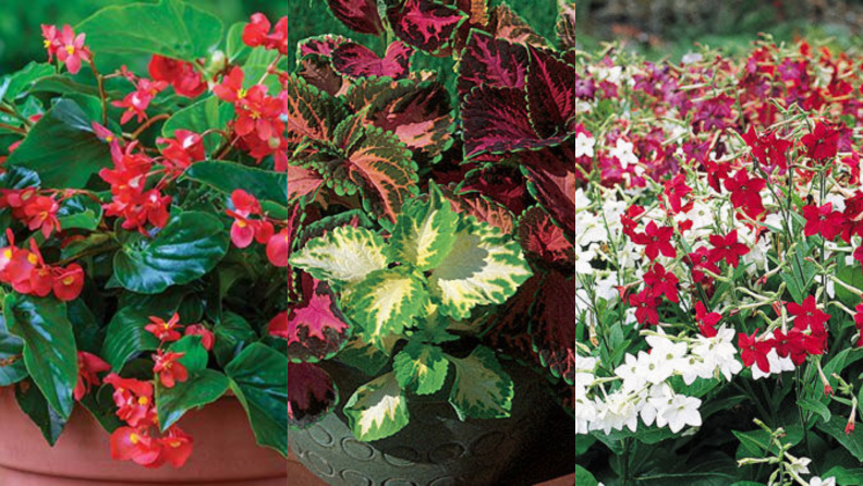 Begonias, Coleus, and Nicotiana in bloom.