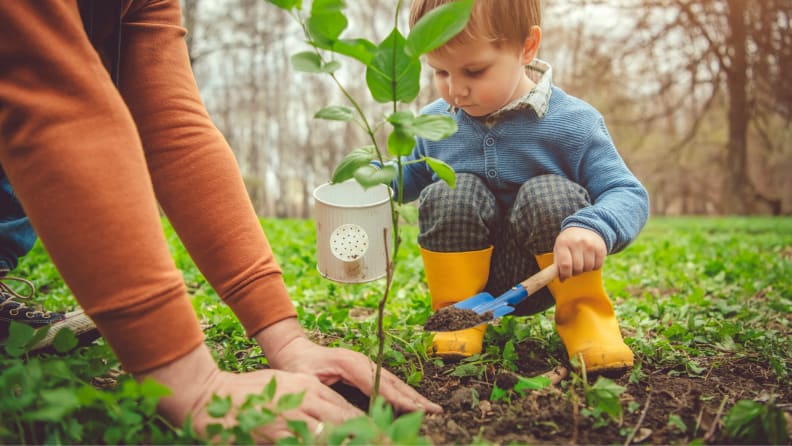 planting a tree