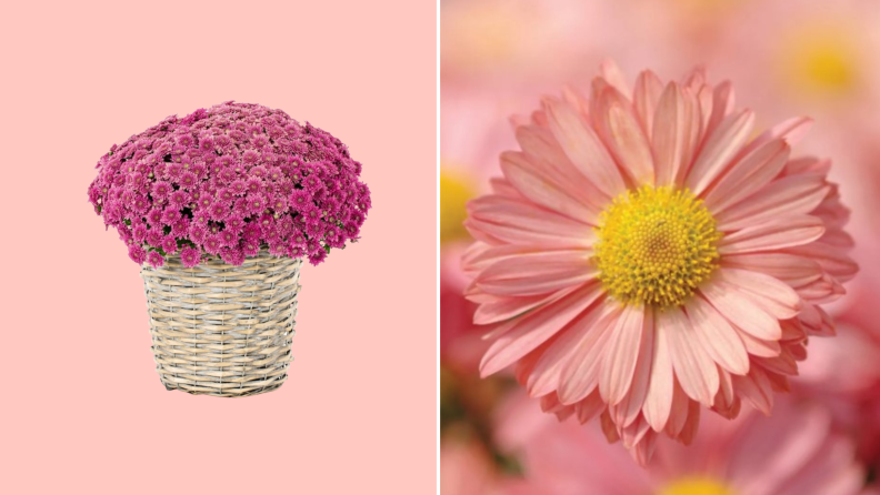 A split image of potted pink mums from Lowe's and a closeup of coral mums from Burpee.