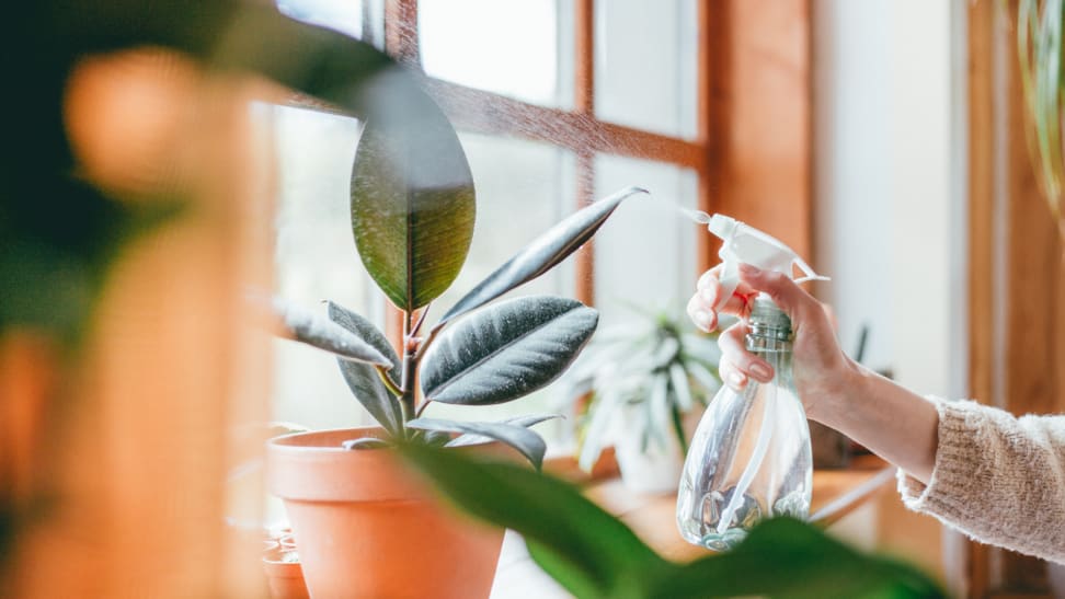 室内植物