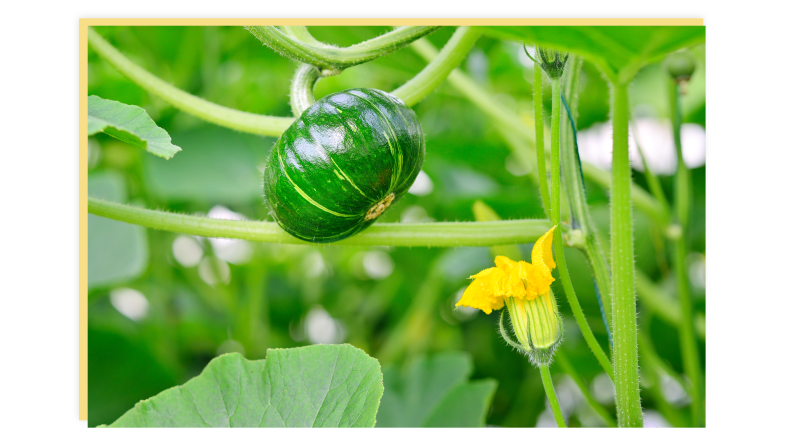 Pumpkin plants blossoming.