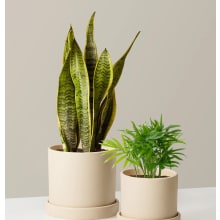 Product image of Hardy Houseplants Duo