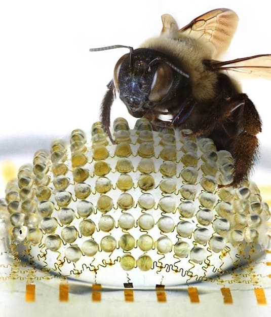 Bee comparison