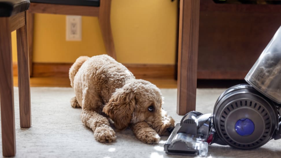 9 Best Vacuums for Pet Hair of 2024 - Reviewed