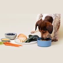 Product image of Ollie dog food