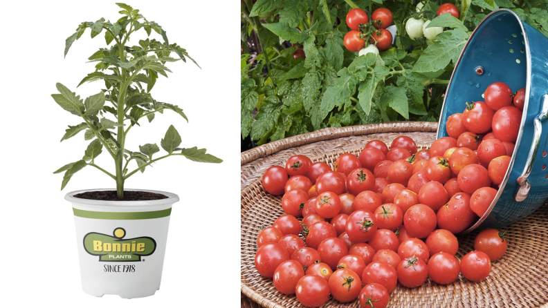 Two images of tomato plants
