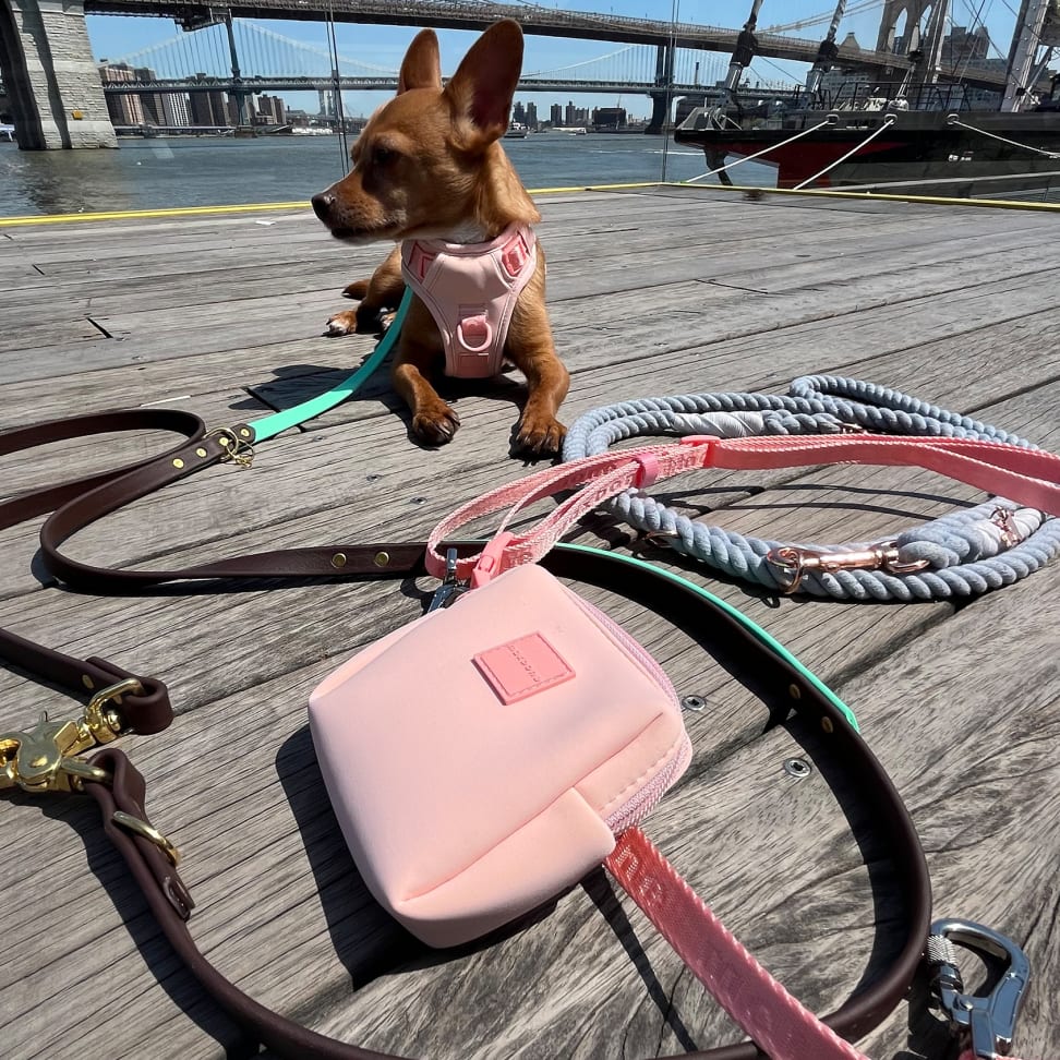 10 Best Hands-Free Dog Leashes of 2026 - Reviewed