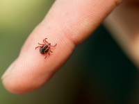 Tick crawling on a finger