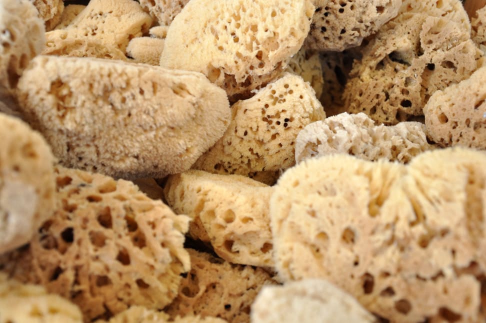 Sea Sponges