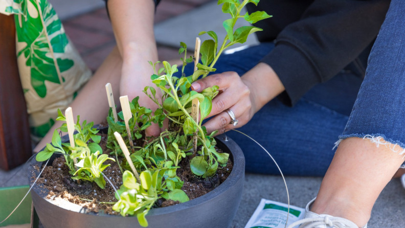 Potting plants.