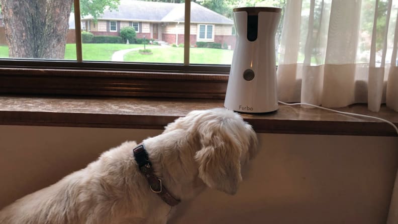 An image of a dog sniffing at the Furbo Dog Camera.