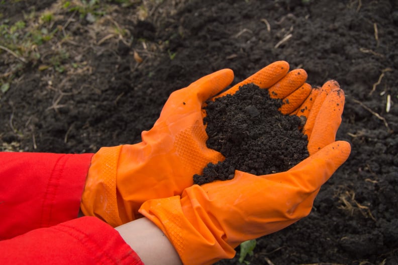 Testing soil for lawn