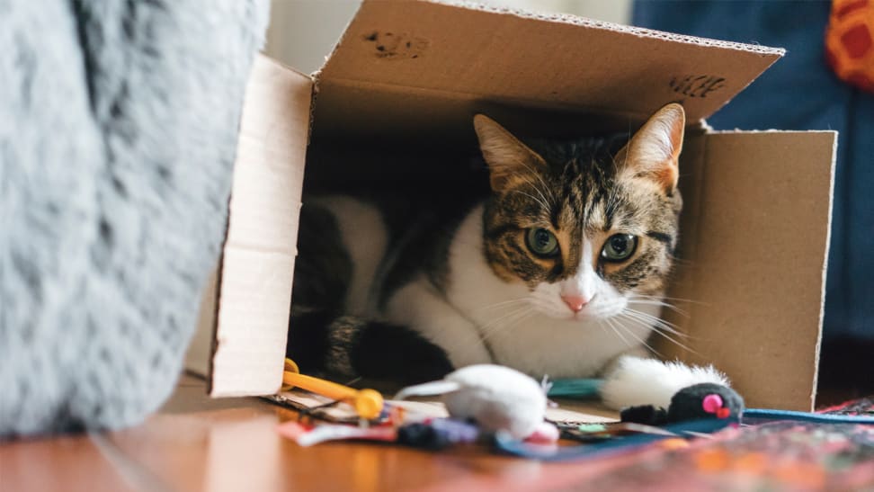 A cat peeks out of a cardboard box