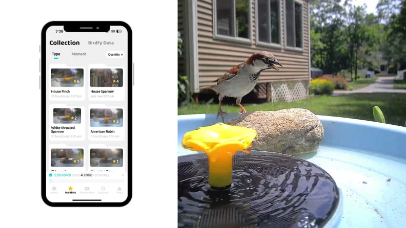 A screen capture of the Birdfy app next to an image of a sparrow on a rock in a bird bath