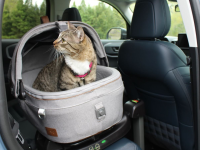 The Tavo Maeve Pet Car Seat installed in the back seat of a car with a gray cat in it.
