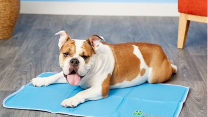 This cooling mat may help your pet chill this summer - Reviewed