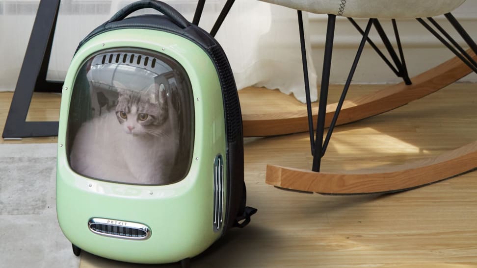 A cat sits inside a cat backpack.