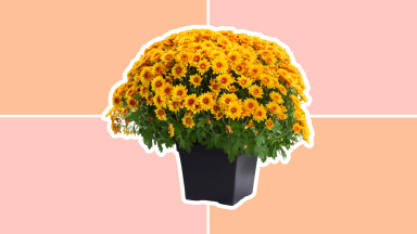 Yellow-orange chrysanthemums in a garden pot set against a pink and orange background.
