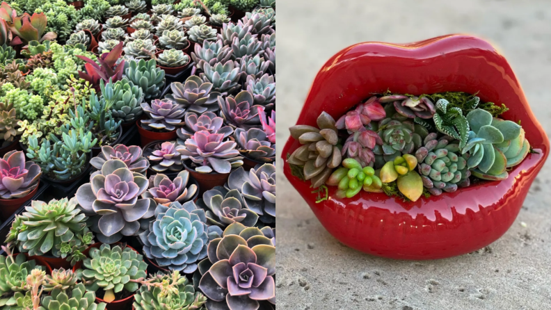 Succulents and playful pots to liven up a space