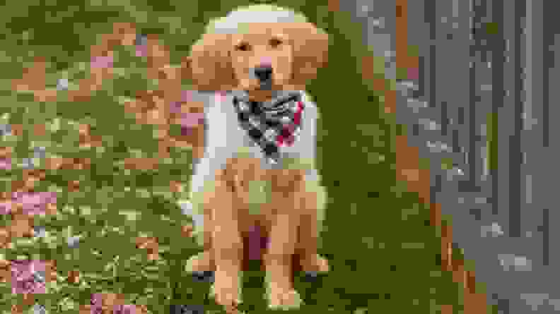 An image of a very cute puppy wearing a bandana.