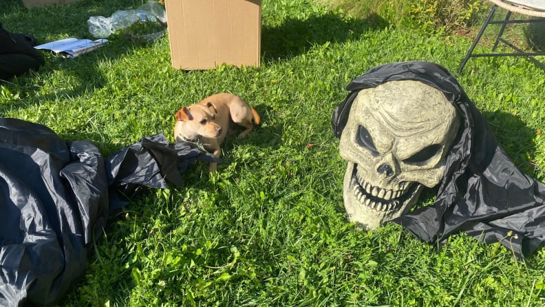 A golden puppy looks at an enormous grim reaper skull head that sits on a lawn.