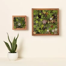 Product image of Living Art Succulent DIY Kit